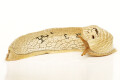 Emphysetes udzungwensis adult